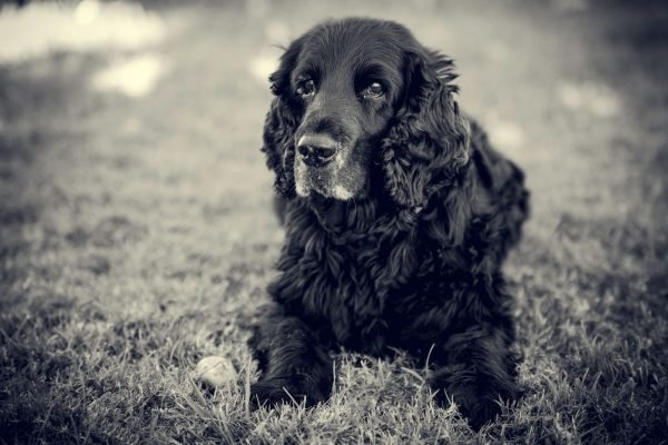 fotografo de mascotas toledo y madrid, Sesiones de Mascotas