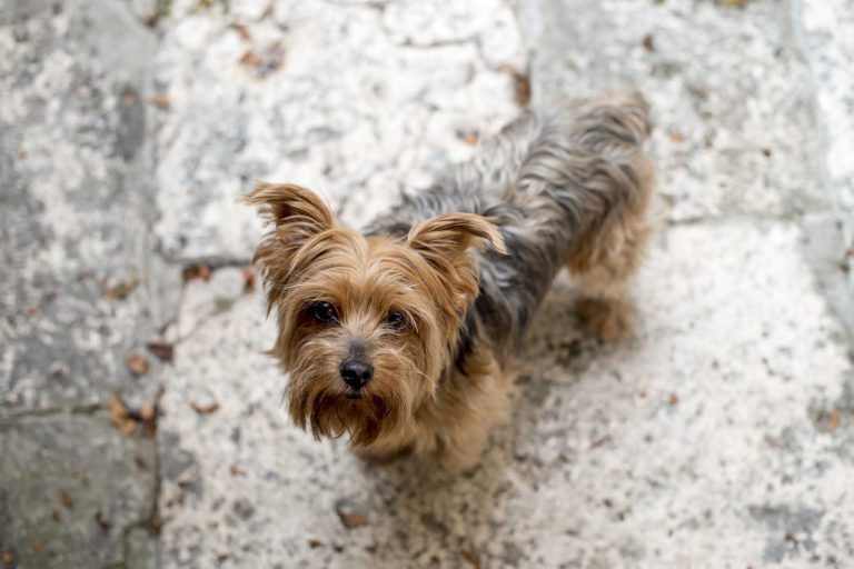 fotografo bodas monasterio lupiana