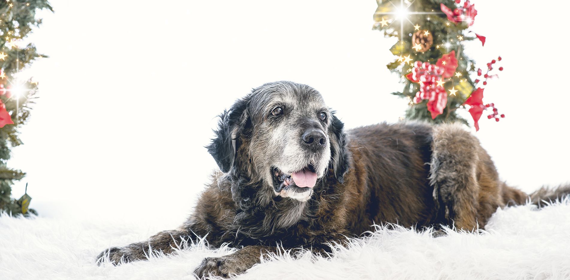 esiones de navidad en toledo
