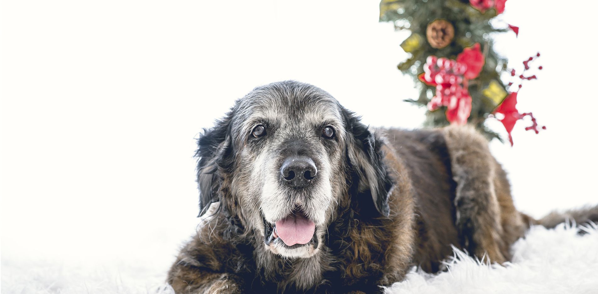 esiones de navidad en toledo