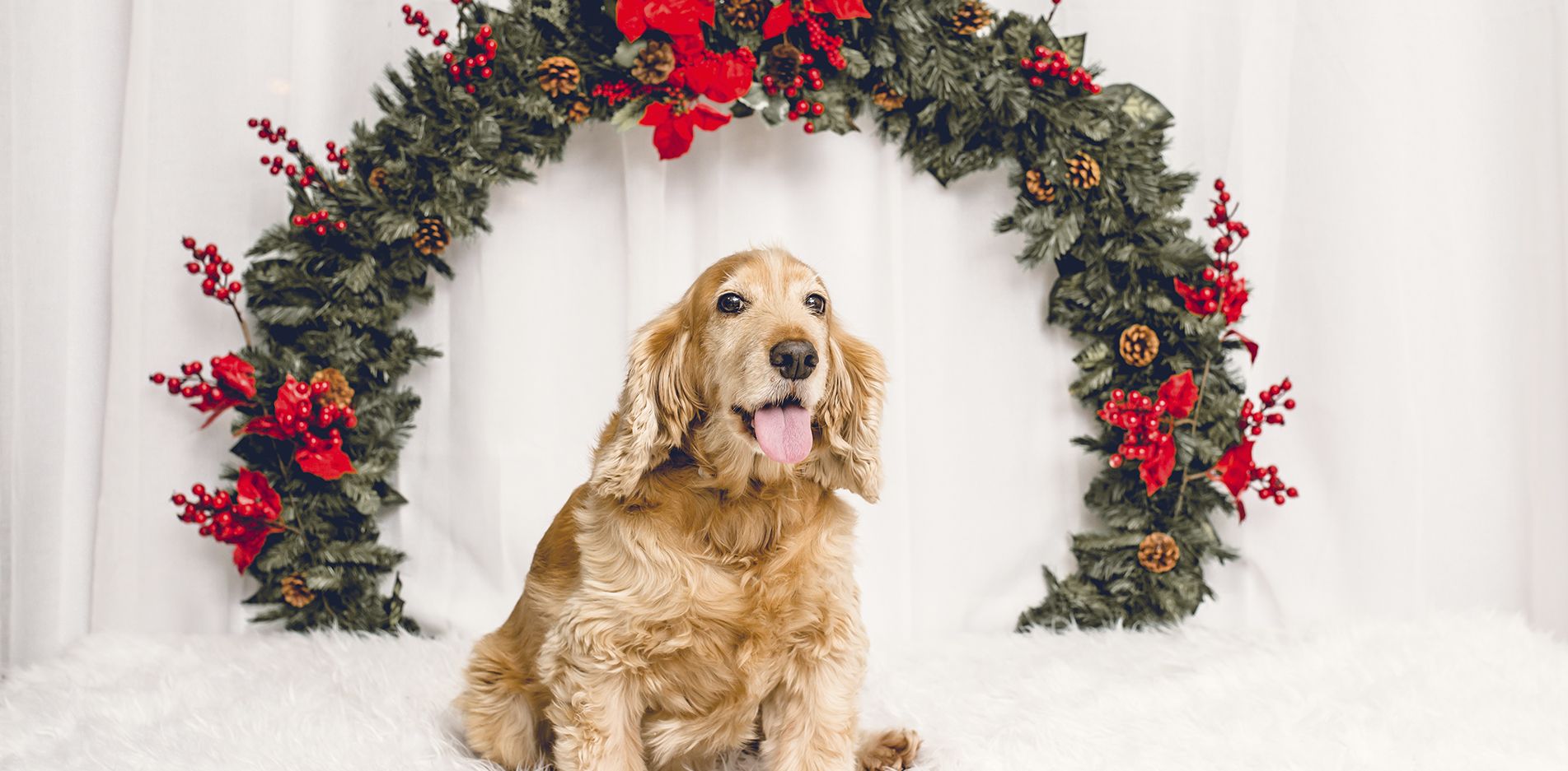 Sesiones de Navidad con Mascotas