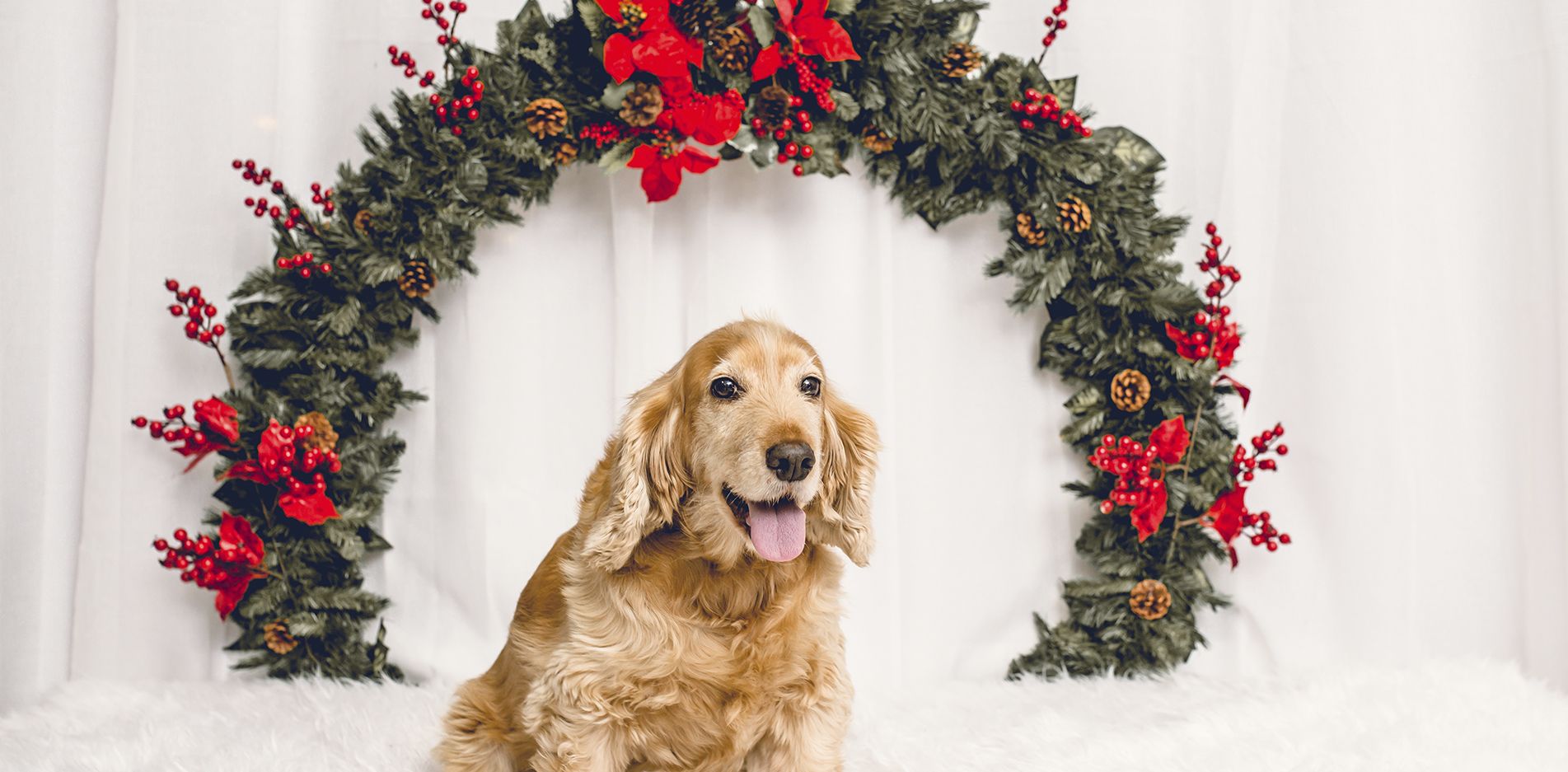 Sesiones de Navidad con Mascotas