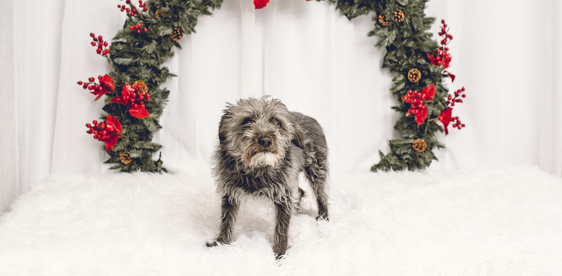 Sesiones de Navidad con Mascotas