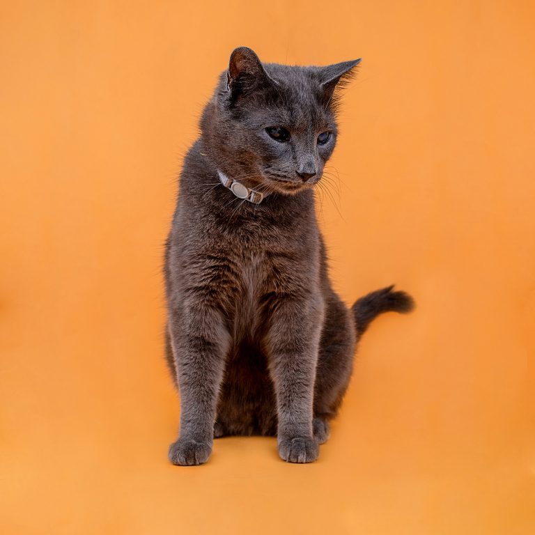 Fotógrafo de Gatos en Toledo, Sesiones Fotográficas de Gatos en Toledo, Fotos de Gatos en Toledo