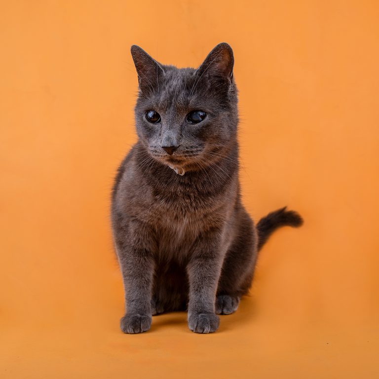 Fotógrafo de Gatos en Toledo, Sesiones Fotográficas de Gatos en Toledo, Fotos de Gatos en Toledo