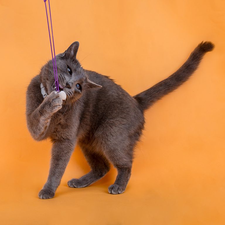 Fotógrafo de Gatos en Toledo, Sesiones Fotográficas de Gatos en Toledo, Fotos de Gatos en Toledo