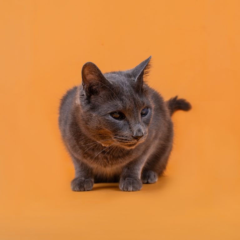 Fotógrafo para Perros en Toledo, Sesiones Fotográficas para Perros en Toledo, Fotos para Perros en Toledo