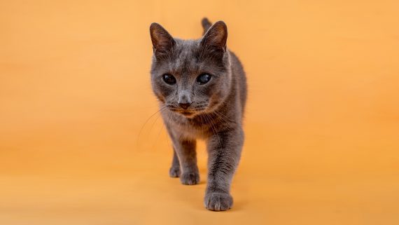 Sesiones de Gatos en Toledo 2025