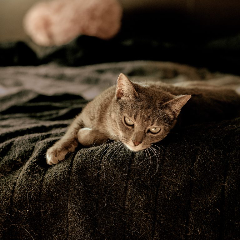 Sesión de Fotos para Gatos en Toledo