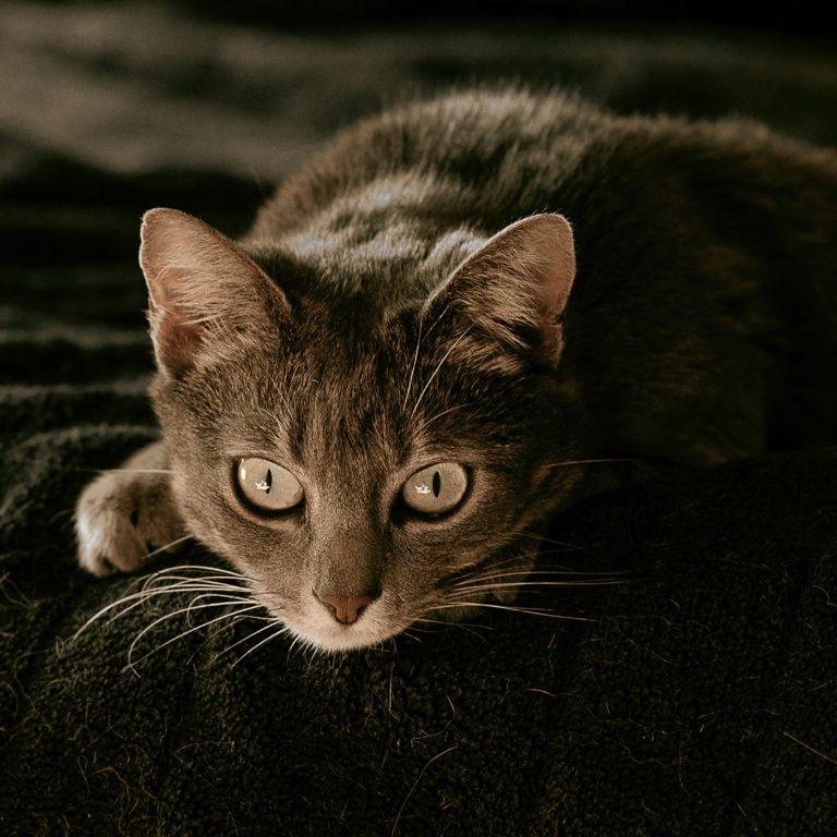 Sesión de Fotos para Gatos en Toledo