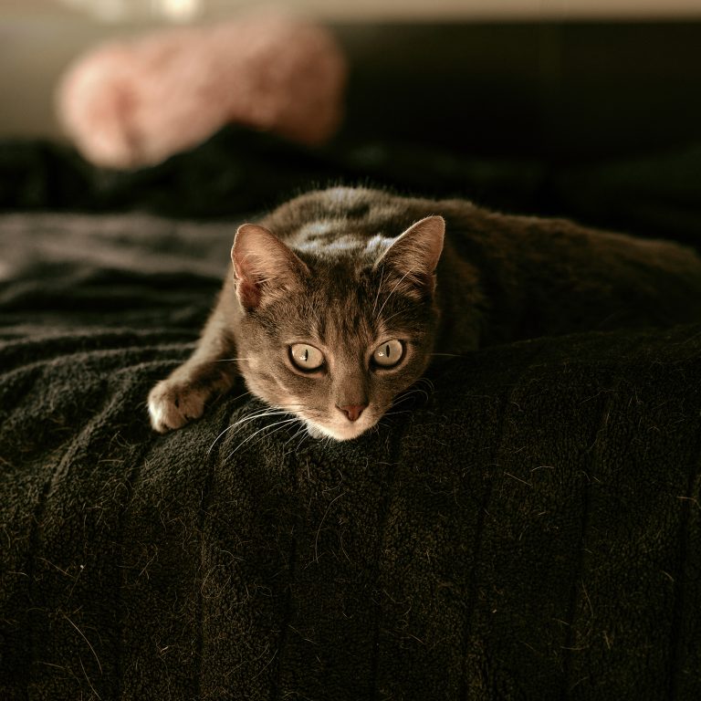 Sesión de Fotos de Gatos en Toledo