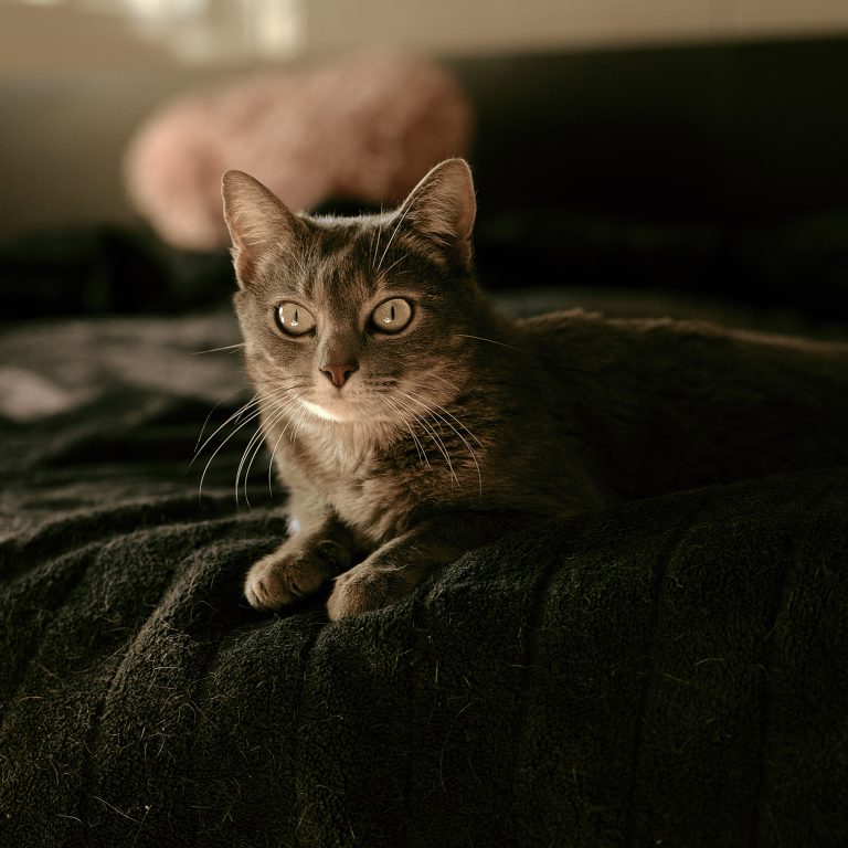 Sesión de Fotos de Gatos en Toledo