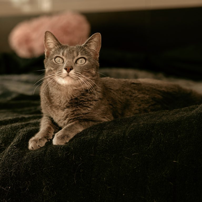 Sesión de Fotos de Gatos en Toledo