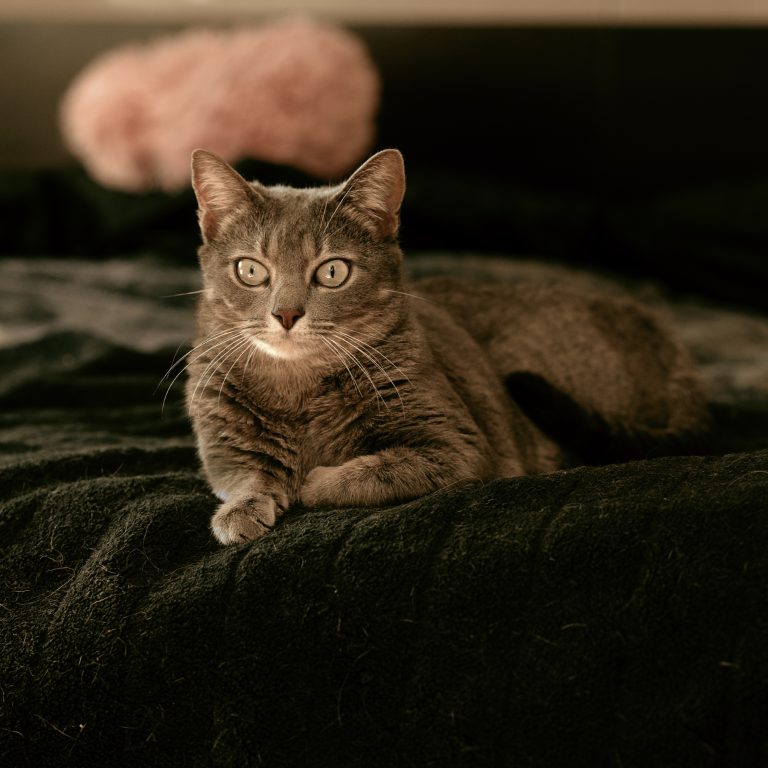 Sesión de Fotos de Gatos en Toledo