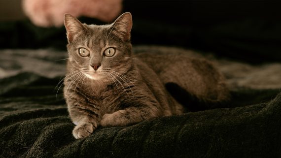 Sesiones de Perros y Gatos en Toledo