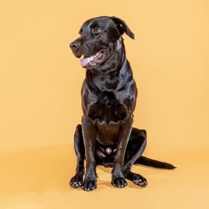 Sesiones de Perros y Gatos en Toledo