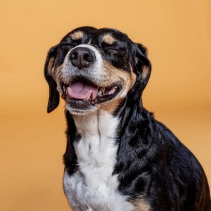 Sesiones de Perros y Gatos en Toledo