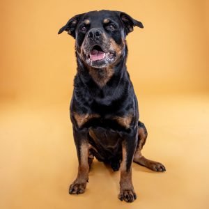Sesiones de Perros y Gatos en Toledo