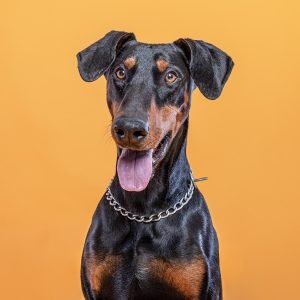 Sesiones de Perros y Gatos en Toledo