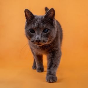 Sesiones de Perros y Gatos en Toledo