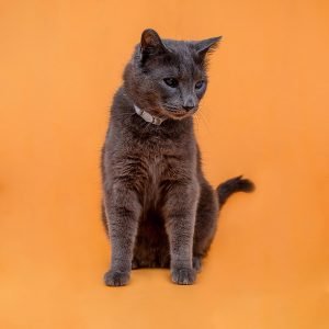 Sesiones de Perros y Gatos en Toledo