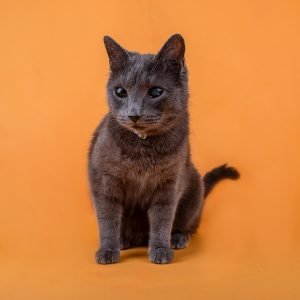 Sesiones de Perros y Gatos en Toledo