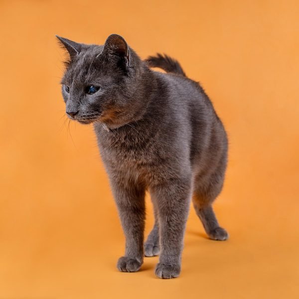 Sesiones de Gatos en Toledo