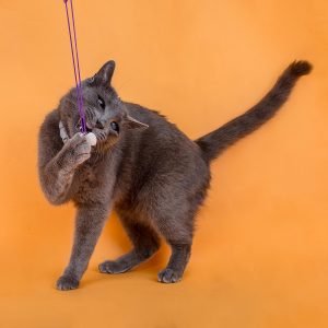 Sesiones de Perros y Gatos en Toledo