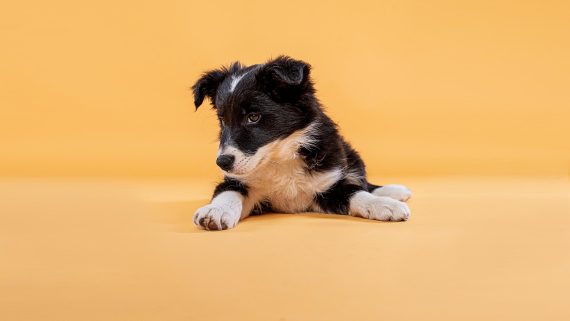 Sesiones de Perros y Gatos en Toledo