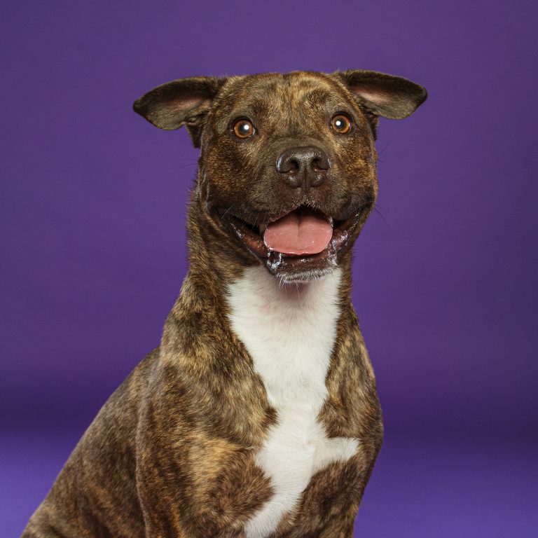 Fotógrafo de Perros en Madrid, Sesiones de Perros en Madrid, Fotos Profesionales de Perros en Madrid