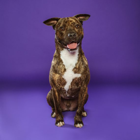 Fotógrafo de Perros en Madrid, Sesiones de Perros en Madrid, Fotos Profesionales de Perros en Madrid