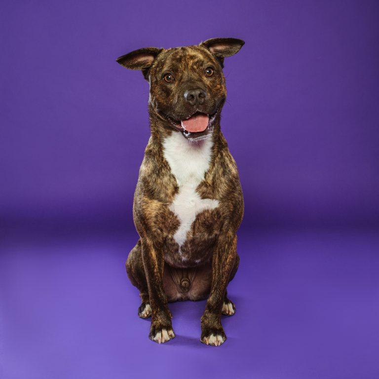 Fotógrafo de Perros en Madrid, Sesiones de Perros en Madrid, Fotos Profesionales de Perros en Madrid