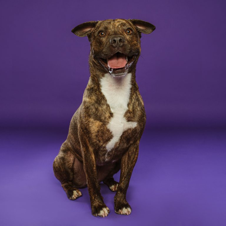 Fotógrafo de Perros en Madrid, Sesiones de Perros en Madrid, Fotos Profesionales de Perros en Madrid