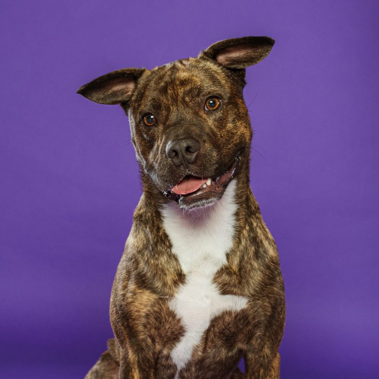 Fotógrafo de Perros en Madrid, Sesiones de Perros en Madrid, Fotos Profesionales de Perros en Madrid