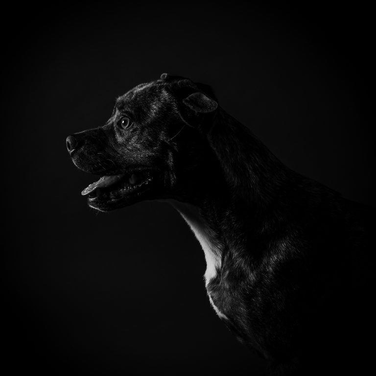 Fotógrafo de Perros en Madrid, Sesiones de Perros en Madrid, Fotos Profesionales de Perros en Madrid