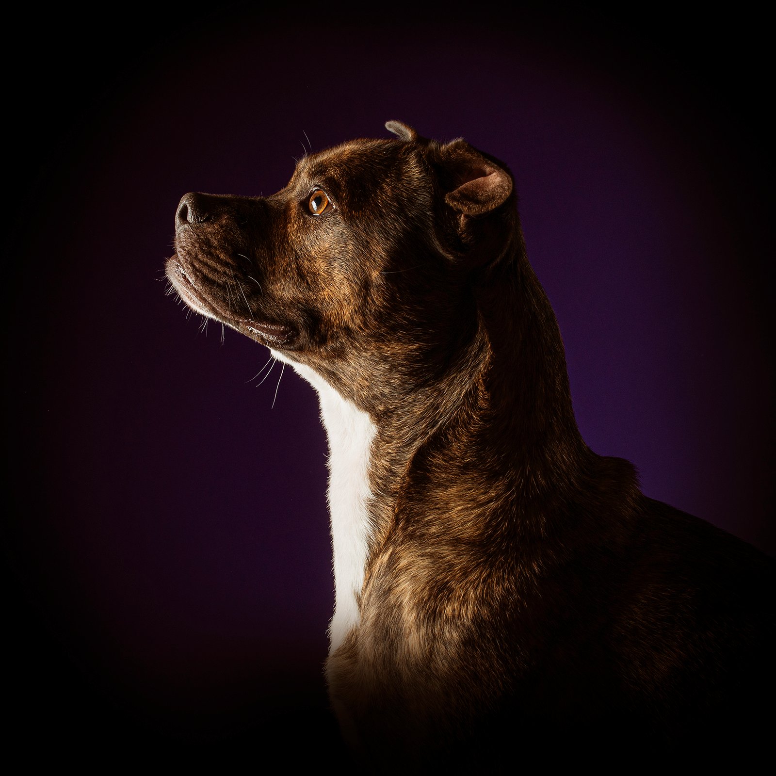 Fotógrafo de Perros en Madrid, Sesiones de Perros en Madrid, Fotos Profesionales de Perros en Madrid