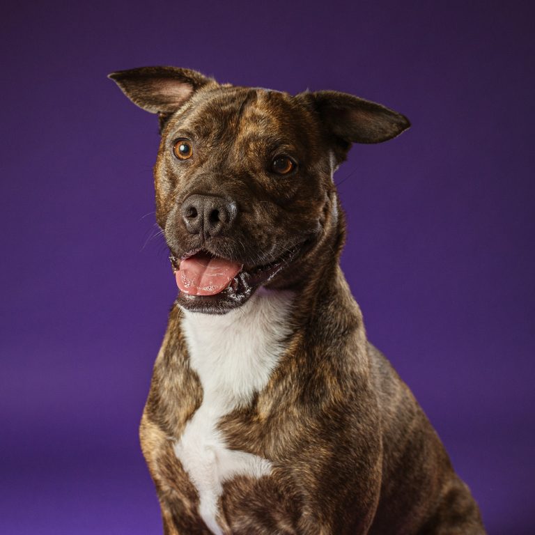 Fotógrafo de Perros en Madrid, Sesiones de Perros en Madrid, Fotos Profesionales de Perros en Madrid