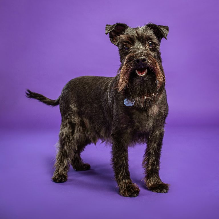 Sesiones de Perros en Madrid