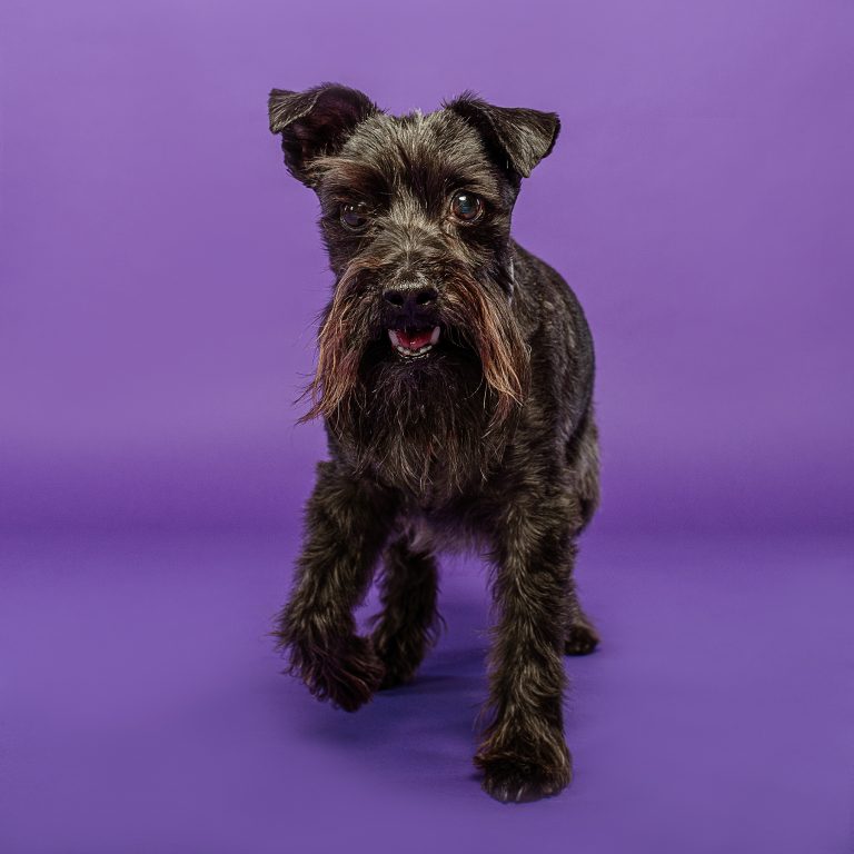 Sesiones de Perros en Madrid