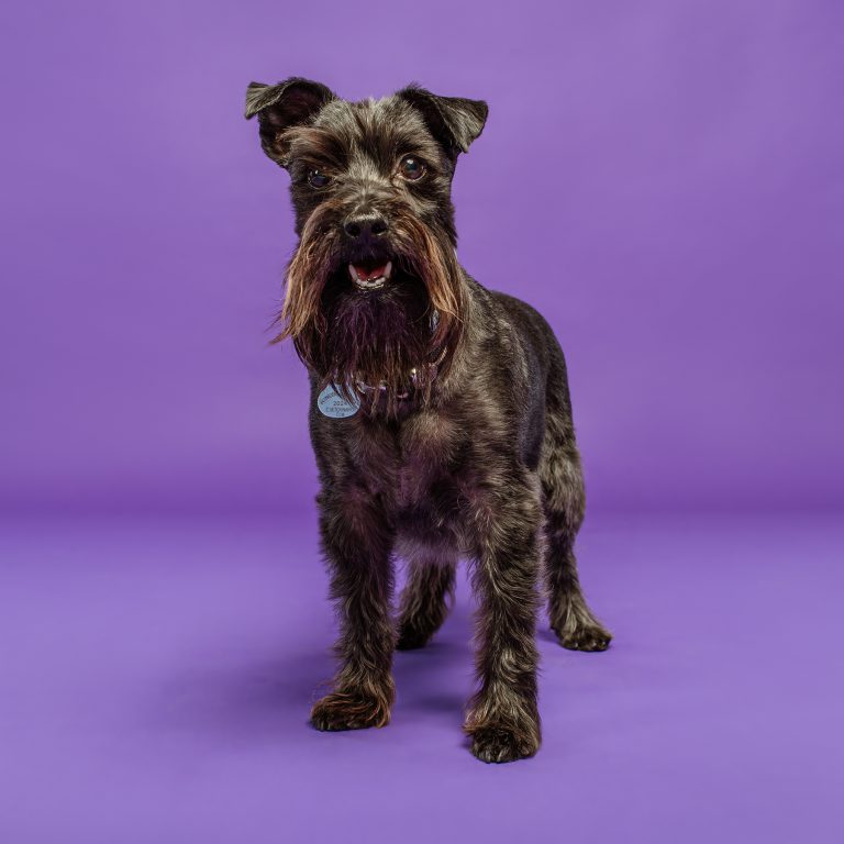 Sesiones de Perros en Madrid