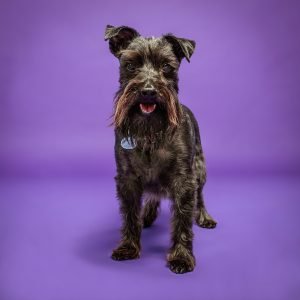 Sesiones de Perros en Madrid