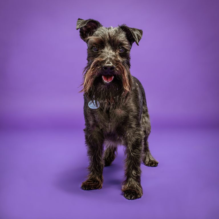 Sesiones de Perros en Madrid