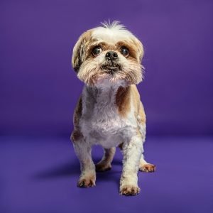 Sesiones para Perros en Toledo