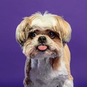 Sesiones para Perros en Toledo