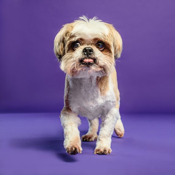 Sesiones para Perros en Toledo